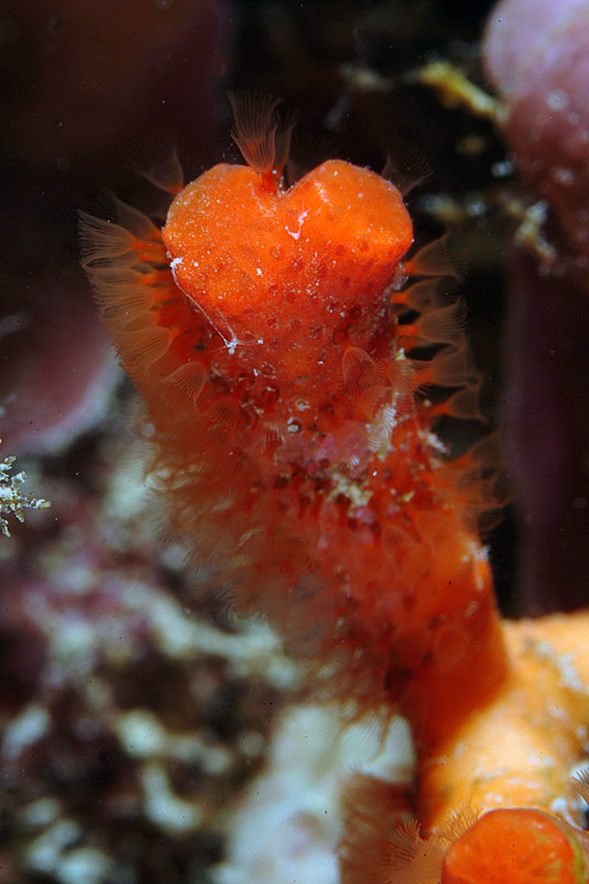I polipi di Myriapora truncata
